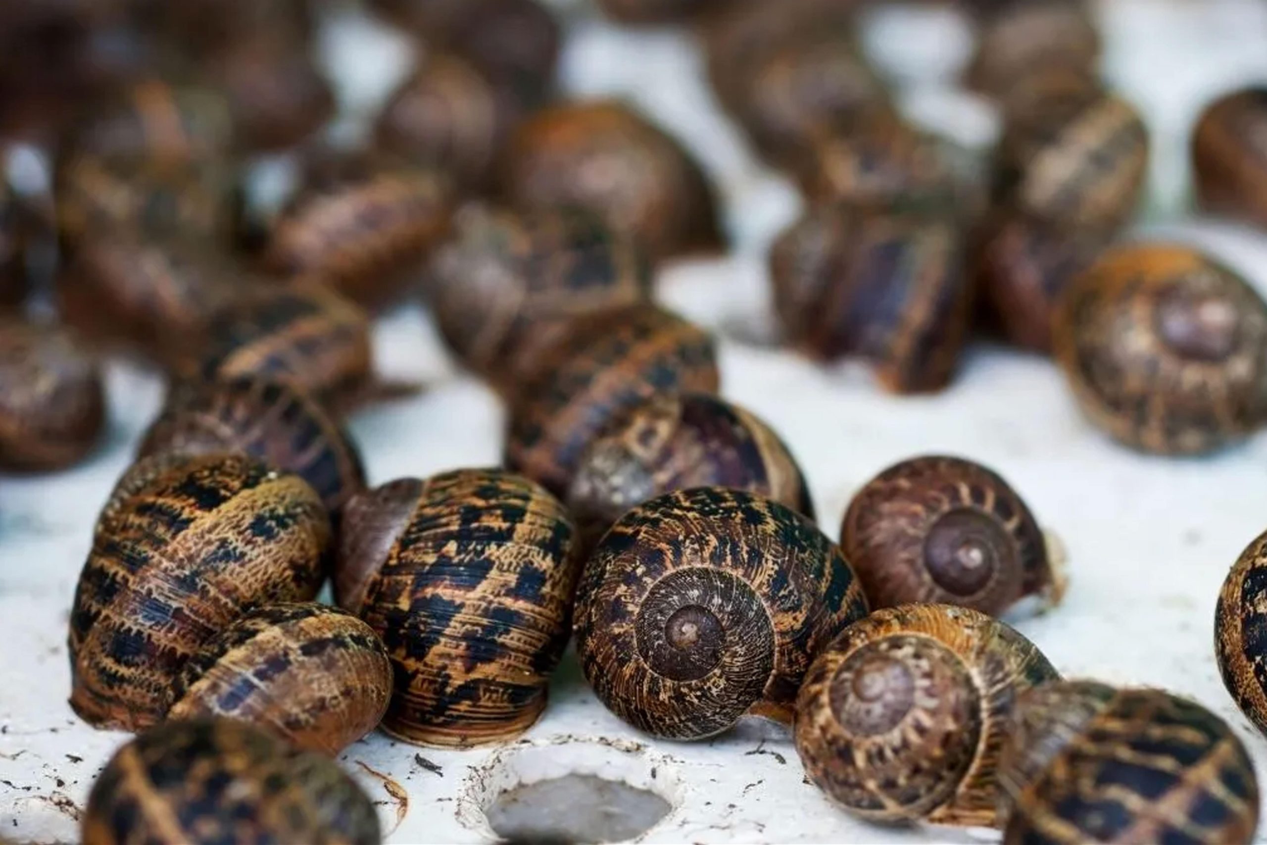 snail-min
